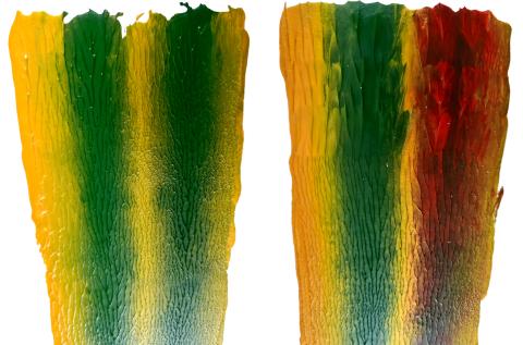 Ladies Frame Close-up Top